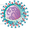 Coronavirus Covid-19 Sars-CoV-2