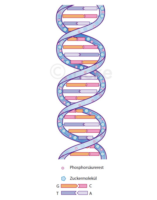 DNA Doppelhelix