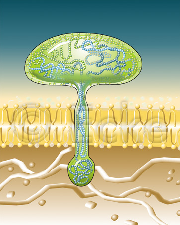 HIV Huellprotein GP 120