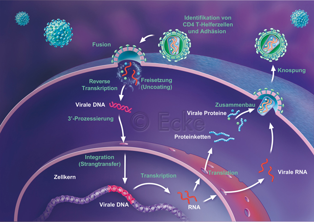 HIV Zyklus Medizin Grafik