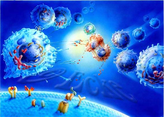 Immunantwort Makrophagen T-Zellen Membranmolekuele