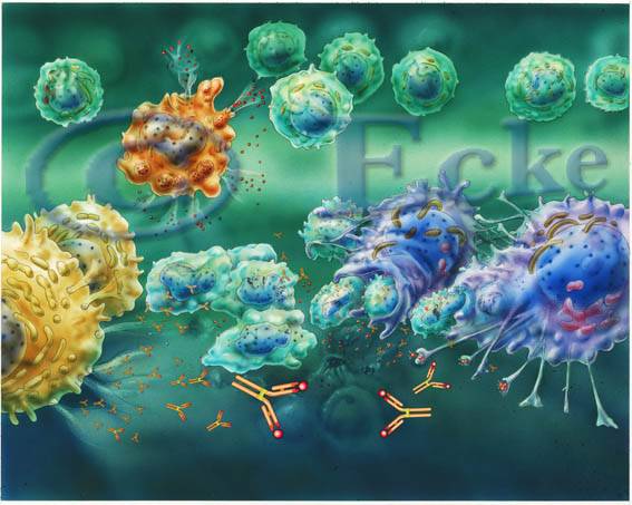 Immunreaktion B-Zellen Antikoerper