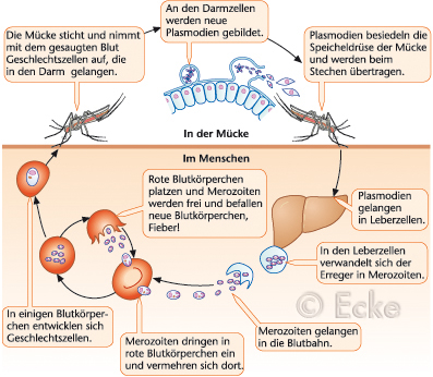 Malaria