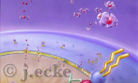 Prostaglandine Radikale