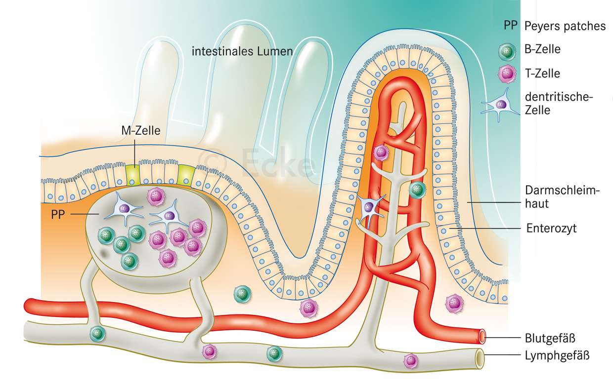 intestinales Immunsystem