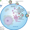 Covid 19 SARS-CoV-2 Infektion ACE2-Rezeptor Nsp1