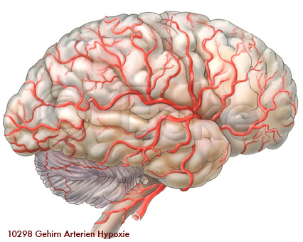 Gehirn Gefaesse Hypoxie
