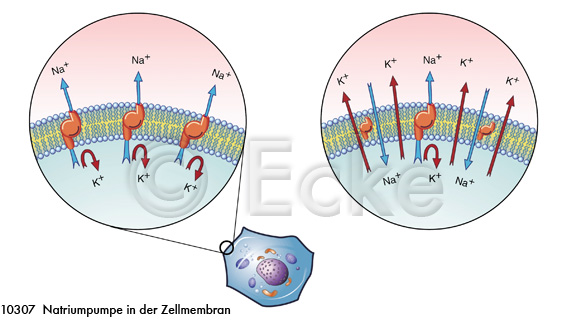 Natriumpumpe