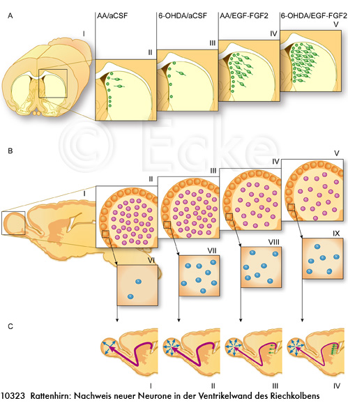 Neurogenese Parkinson