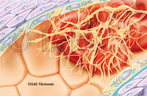 Fibrinnetz