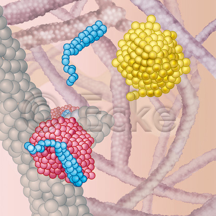 Thrombus Bivalirudin Thrombin Thrombininhibition Fibrinnetz