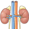 Harnwege Niere Blase Aorta