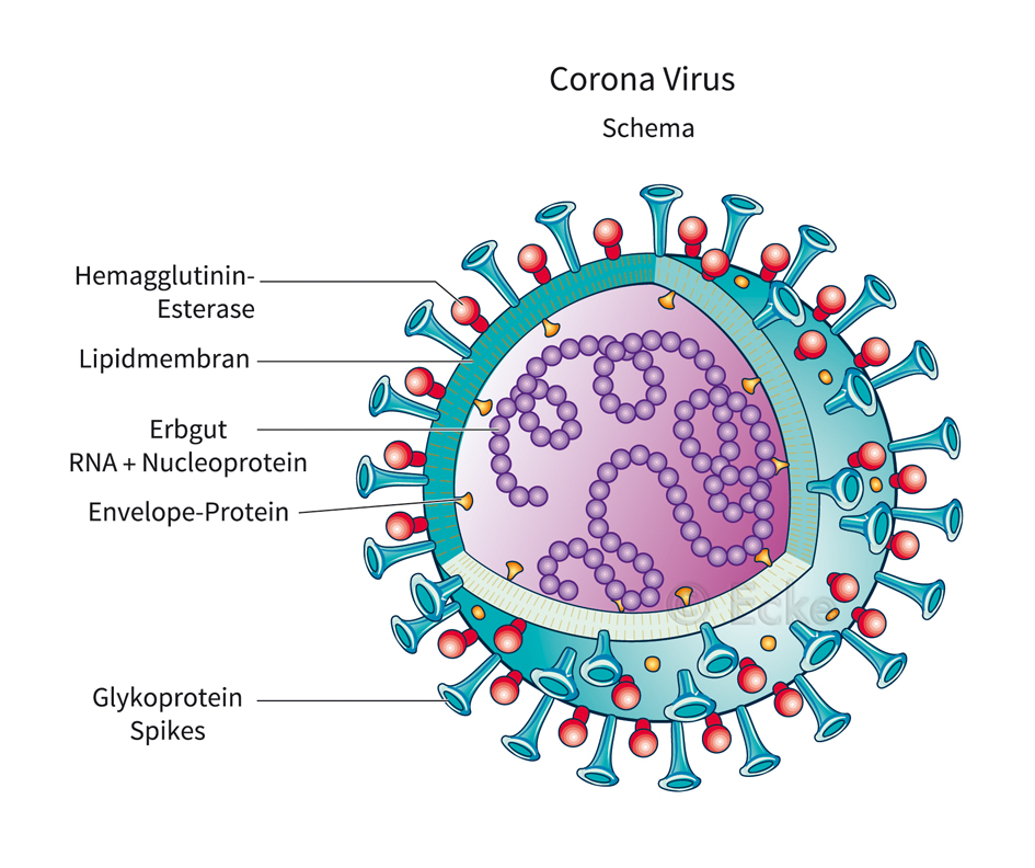 Coronavirus Covid-19 Sars-CoV-2