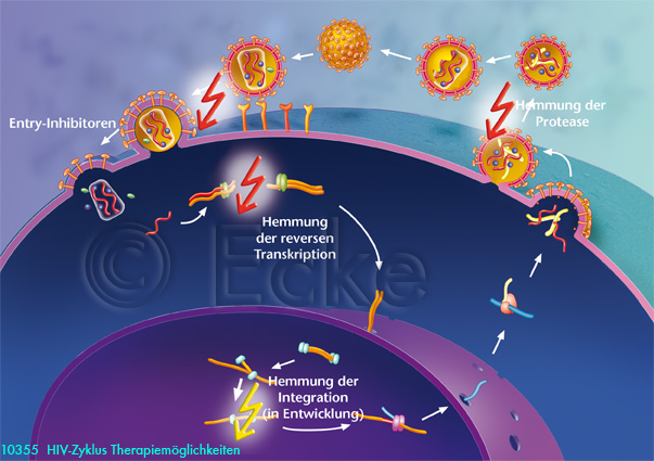 HIV Zyklus 2