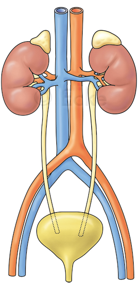 Harnwege Niere Blase Aorta