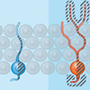 stemcell dopamin serotonin synuclein