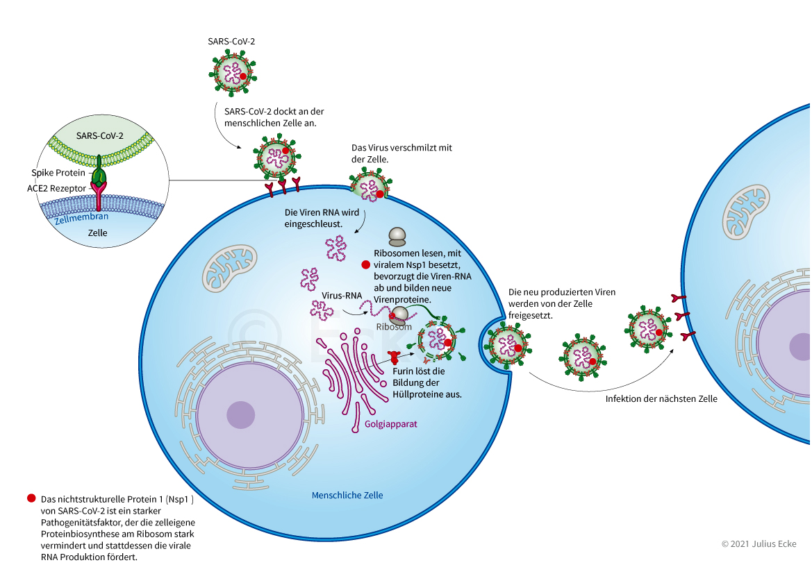 Covid 19 SARS-CoV-2 Infektion ACE2-Rezeptor Nsp1