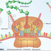 Translation mRNA Translation mRNA