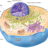 Zelle Zellkern Chromatin Zelle Zellkern Chromatin