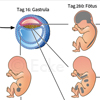Entwicklungsgenetik menschlicher Embryo