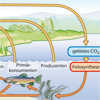 Kohlenstoffkreislauf CO2