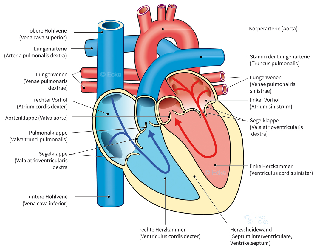 Blutstrom Herz Herzklappen Aorta Truncus pulmonalis Blutstrom Herz Herzklappen Aorta Truncus pulmonalis
