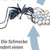 Leberegel Vermehrung