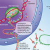 Proteinbiosynthese DNA mRNA Spikeprotein Proteinbiosynthese DNA mRNA Spikeprotein