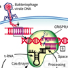 CRISPR Cas Genschere Erbgut CRISPR Cas Genschere Erbgut