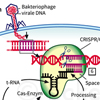 CRISPR Cas Genschere Erbgut