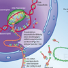 Proteinbiosynthese DNA mRNA Spikeprotein