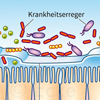 Mikrobiom Darmschleimhaut Immunstimulation Darm-Lungen-Achse