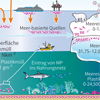 Kreislauf Mikroplastik