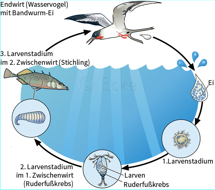 Bandwurm Entwicklungszyklus Schistocephalus solidus