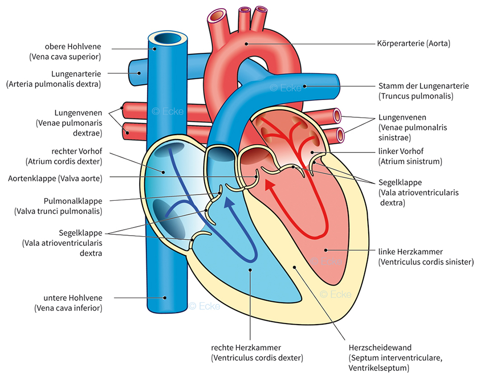 Blutstrom Herz Herzklappen Aorta Truncus pulmonalis