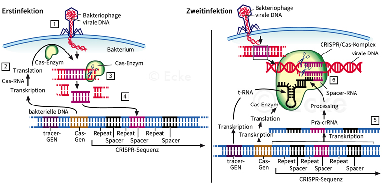 CRISPR Cas Genschere Erbgut