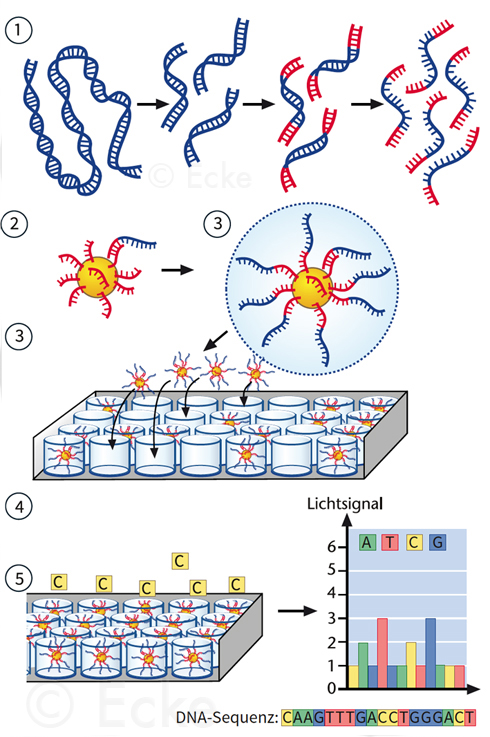 DNA Next Generation Sequencing