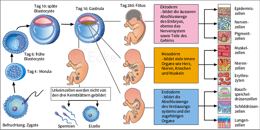 Entwicklungsgenetik menschlicher Embryo