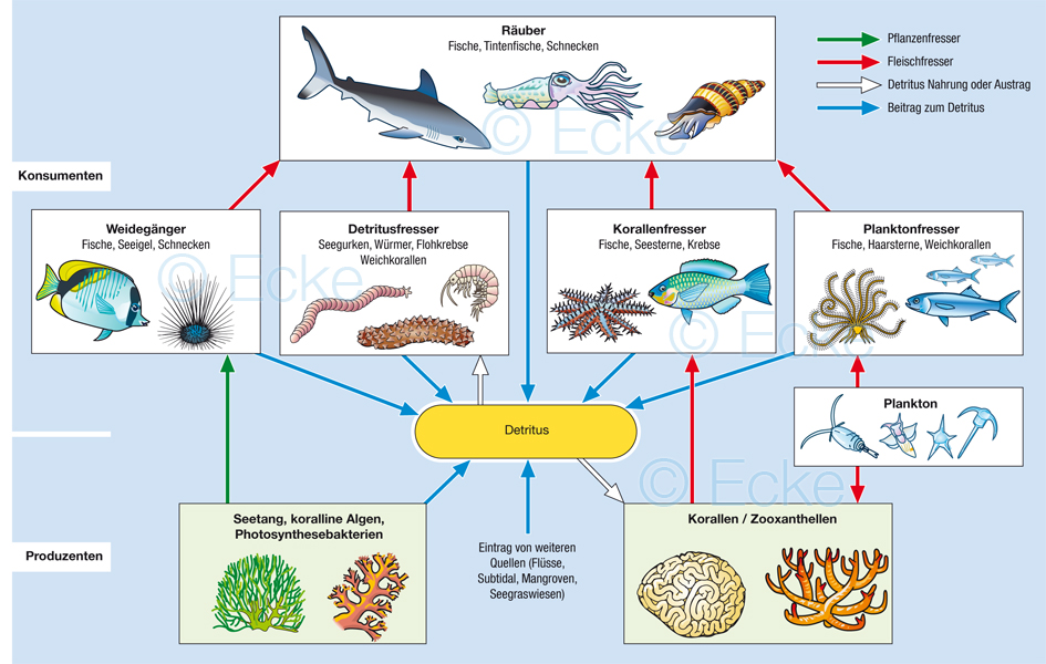 Koralle Nahrungsnetz Detritus Weidegaenger Seegurke Seetang Algen Seeigel