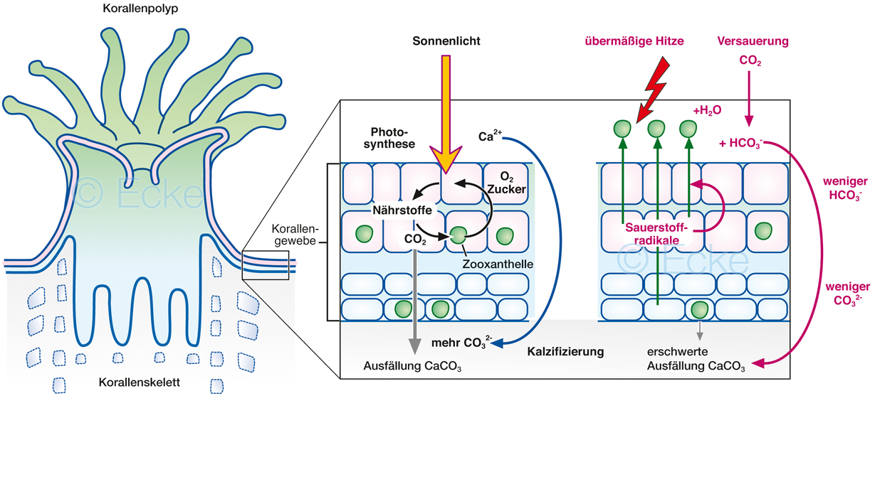 Korallen Polyp CO2 Zooxanthelle Aragonit Korallenbleiche