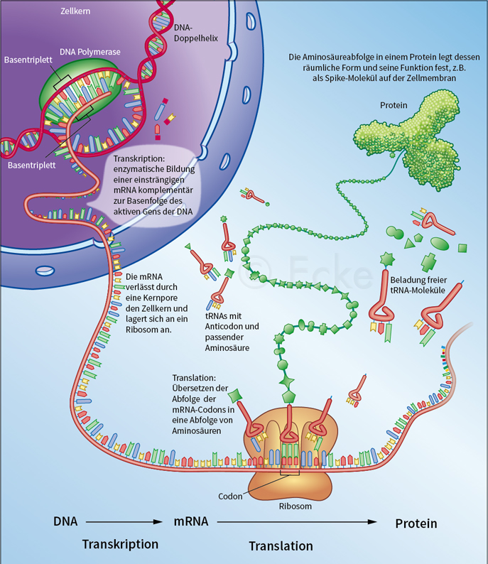 Proteinbiosynthese DNA mRNA Spikeprotein