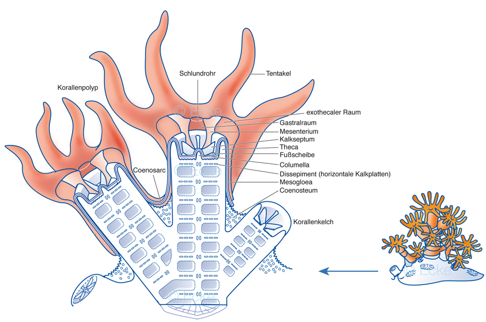Steinkoralle Coenosteum Coenosarc Basalplatte Theka Corallum Coralliten