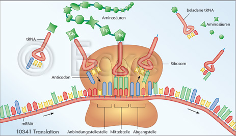 Translation mRNA