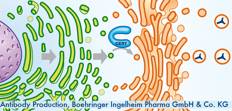 Proteinreifung