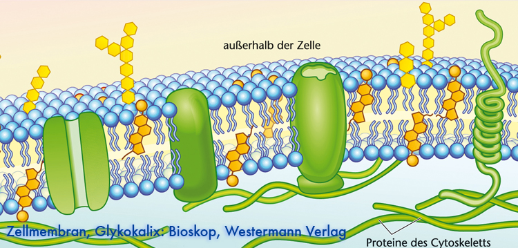 zellmembran
